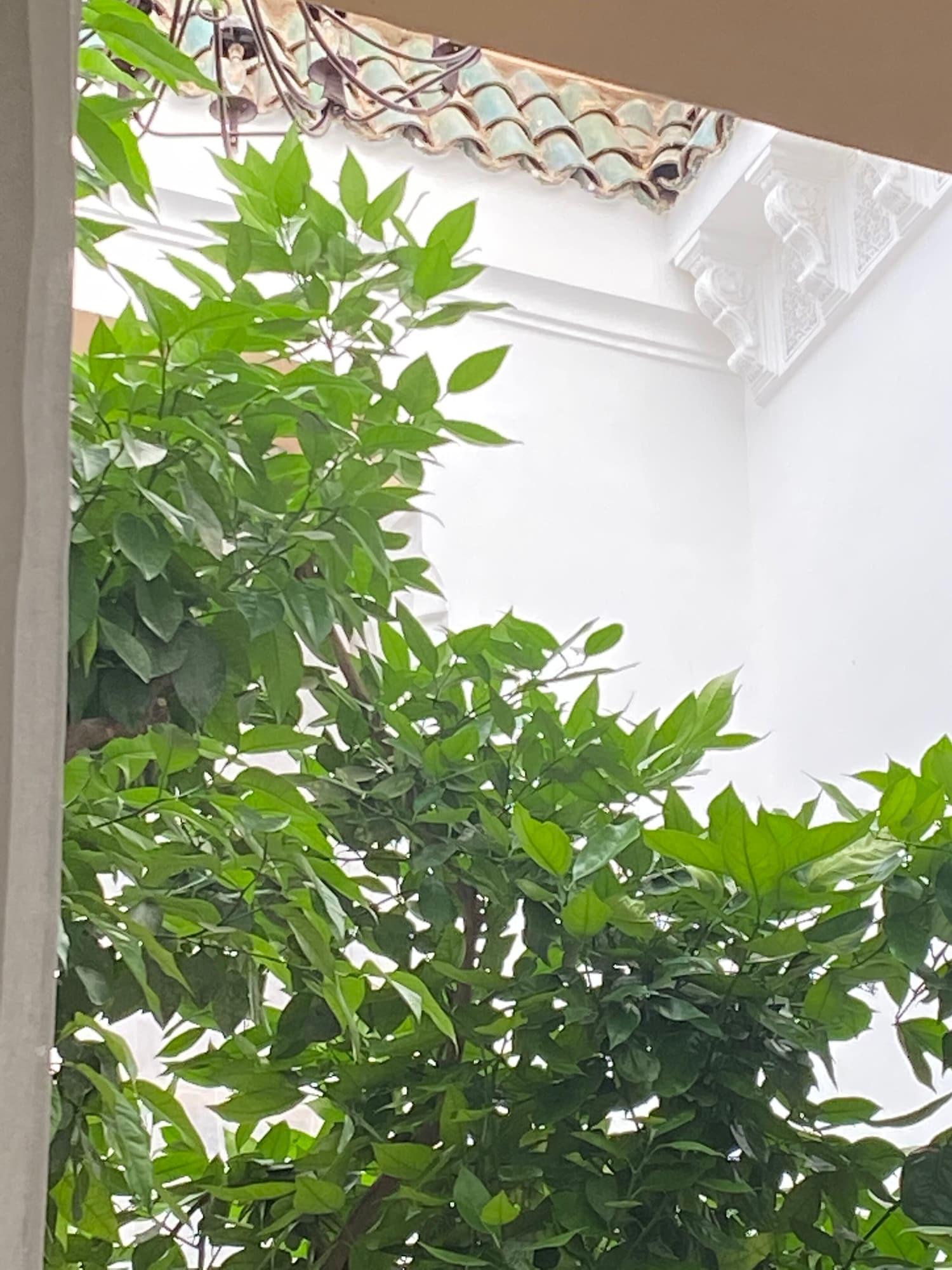 Riad Les Orangers D'Alilia Marrákes Kültér fotó